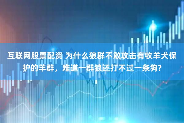 互联网股票配资 为什么狼群不敢攻击有牧羊犬保护的羊群，难道一群狼还打不过一条狗?