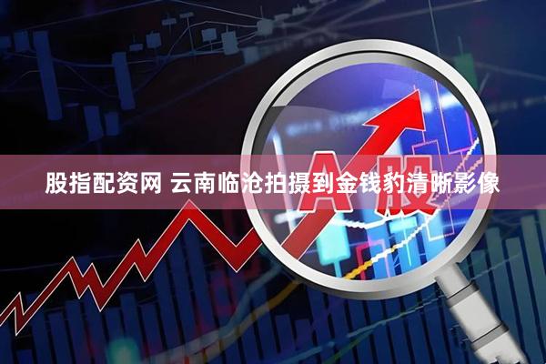 股指配资网 云南临沧拍摄到金钱豹清晰影像