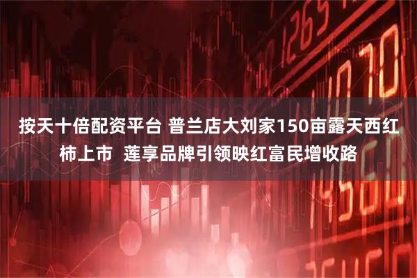按天十倍配资平台 普兰店大刘家150亩露天西红柿上市  莲享品牌引领映红富民增收路